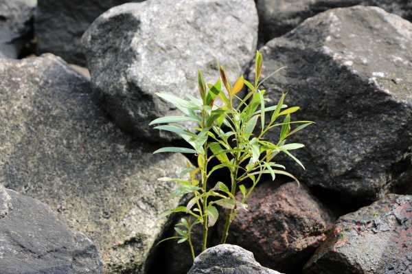 澜沧古茶景迈怎么样,澜沧景迈古树茶价格 