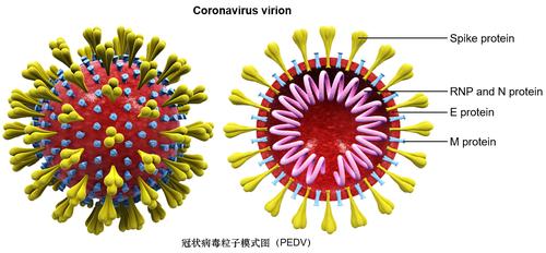 蠕虫式勒索病毒叫什么