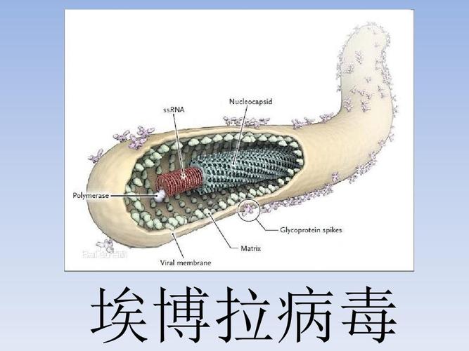 蠕虫式勒索病毒叫什么