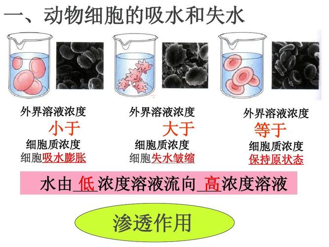 渗透中的exp是什么