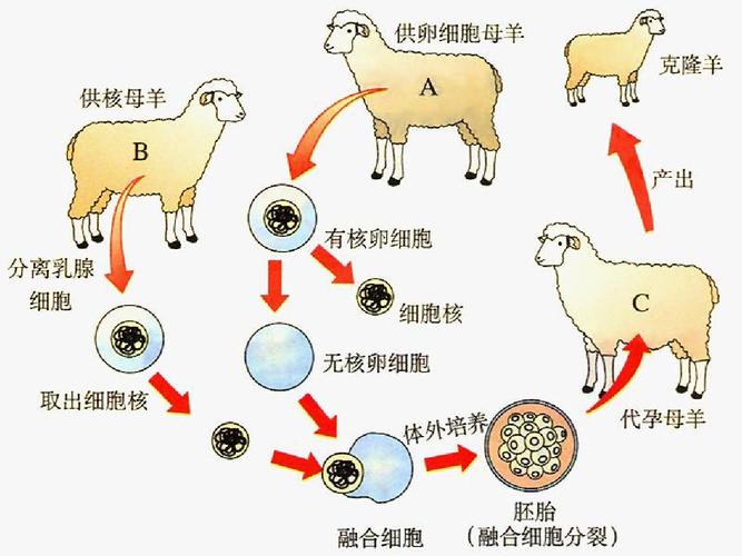 git和tortoisegit的区别是什么