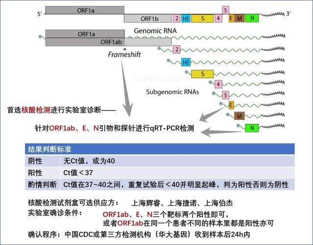 arp病毒检测