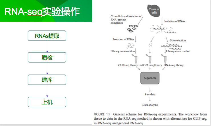 mysql seq_使用RNASeq Analysis Based on STAR流程